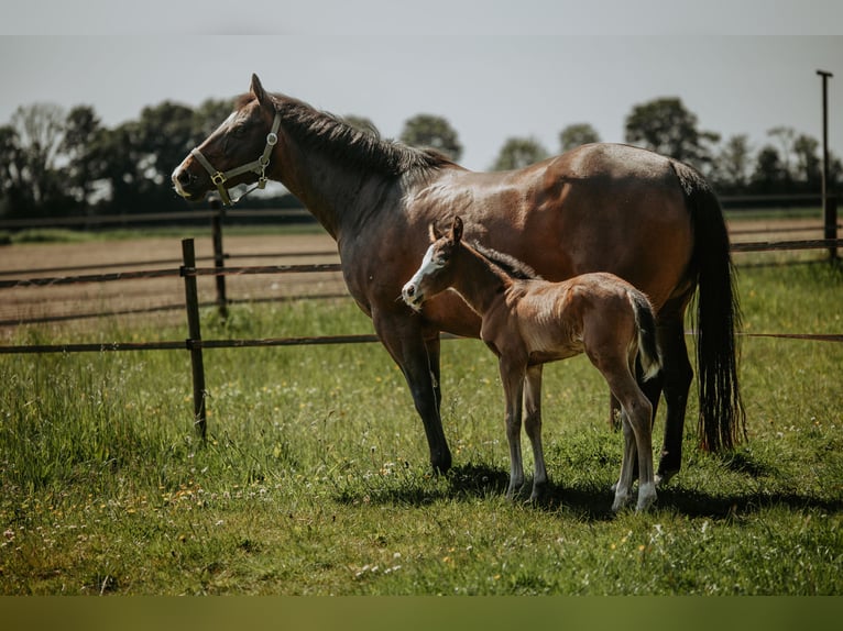 American Quarter Horse Mare Foal (05/2026) Brown in Bedburg-Hau