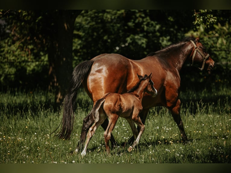 American Quarter Horse Mare Foal (05/2026) Brown in Bedburg-Hau