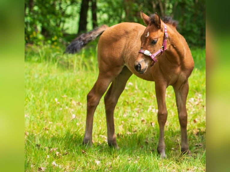 American Quarter Horse Mare Foal (03/2026) Brown in Barchem