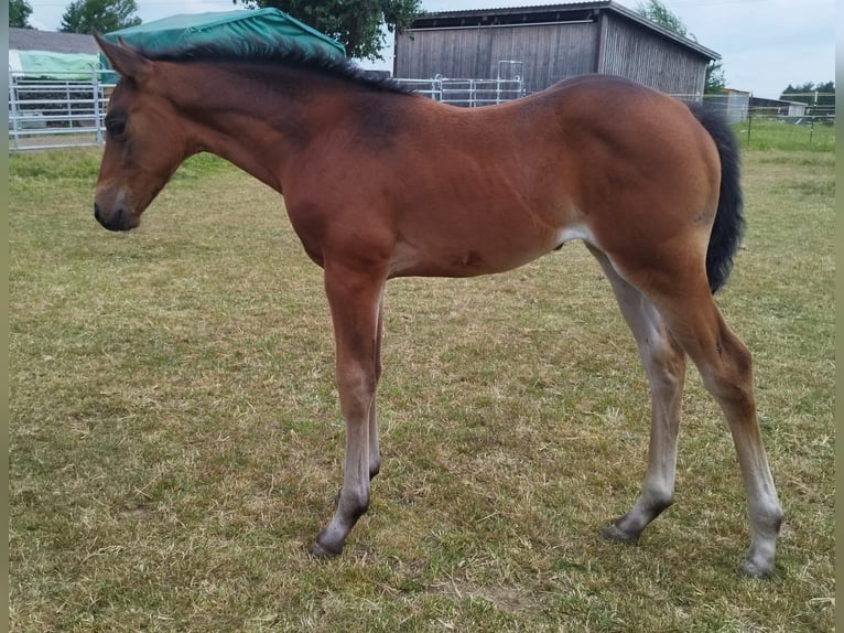American Quarter Horse Mare Foal (05/2025) Brown in Immenreuth