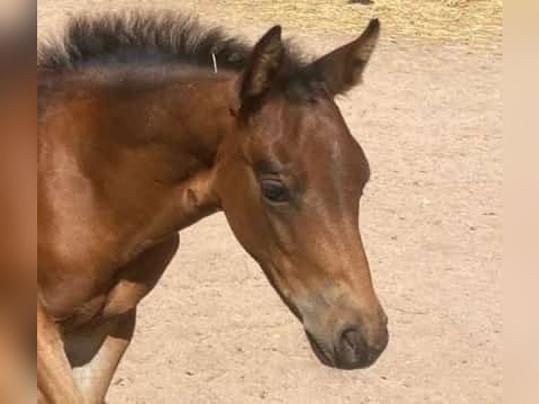 American Quarter Horse Mare Foal (05/2025) Brown in Immenreuth