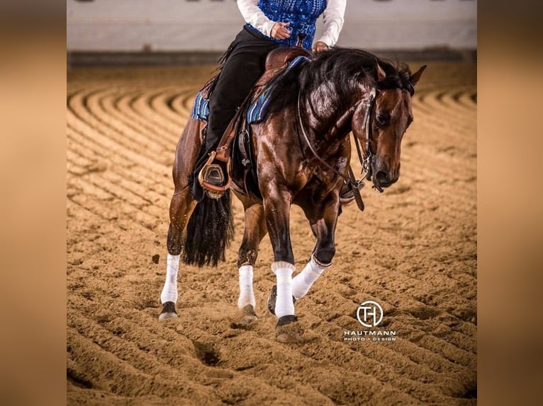 American Quarter Horse Mare Foal (05/2025) Brown in Immenreuth