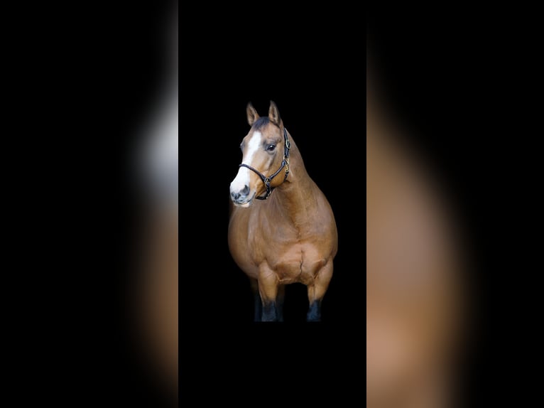 American Quarter Horse Mare Foal (05/2025) Brown in Immenreuth