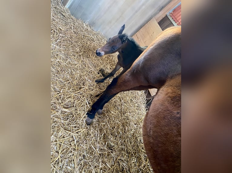 American Quarter Horse Mare  Brown in Peiting