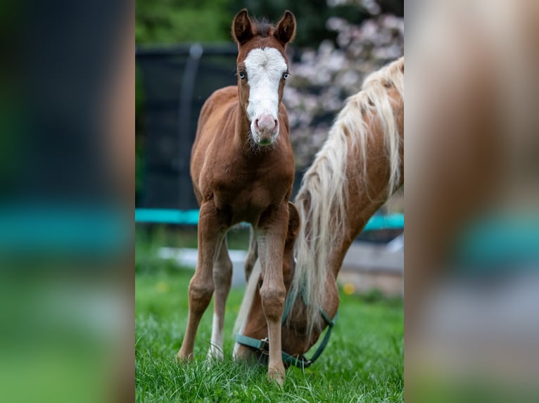 American Quarter Horse Mare  Brown in Kierspe