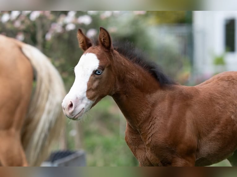 American Quarter Horse Mare  Brown in Kierspe