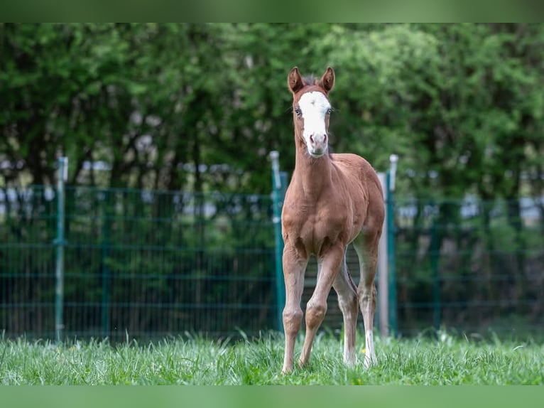American Quarter Horse Mare  Brown in Kierspe