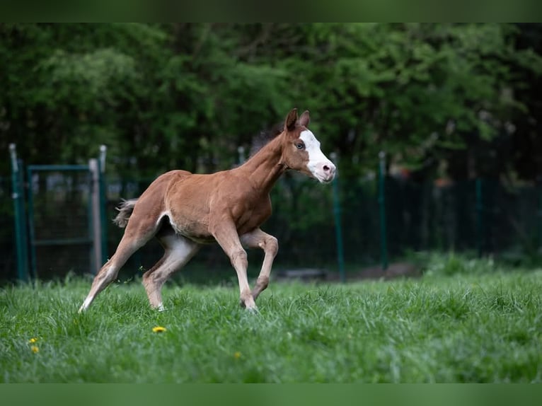 American Quarter Horse Mare  Brown in Kierspe