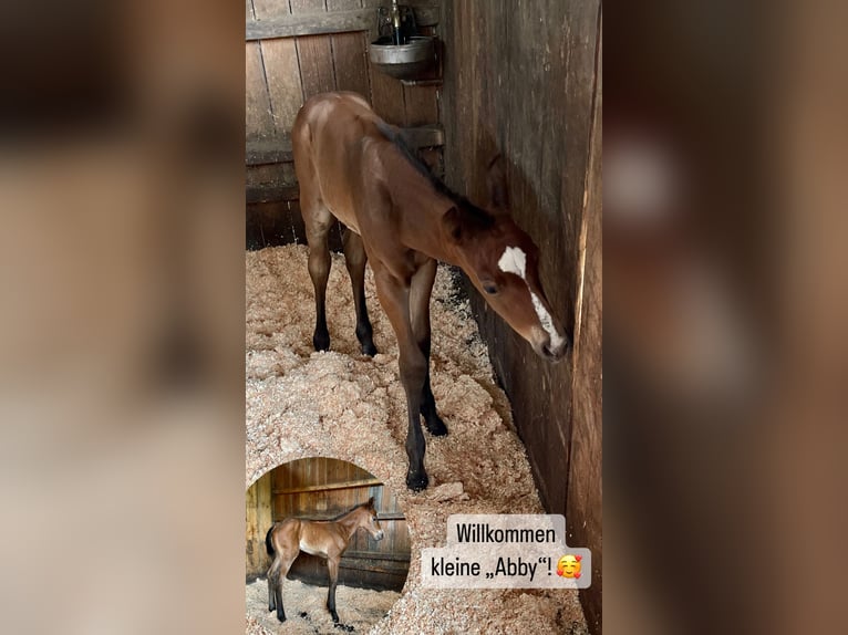 American Quarter Horse Mare Foal (05/2025) Brown in Rheinfelden