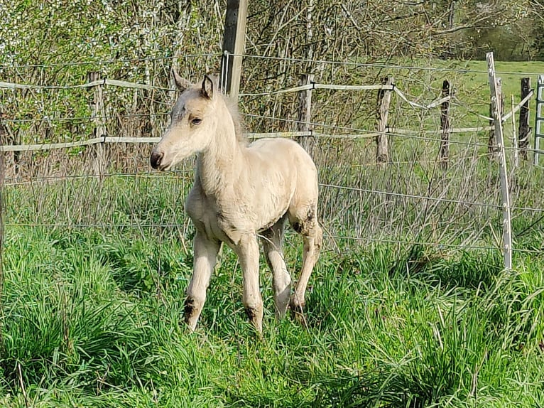 American Quarter Horse Mare Foal (01/2023) Buckskin in gelaucourt