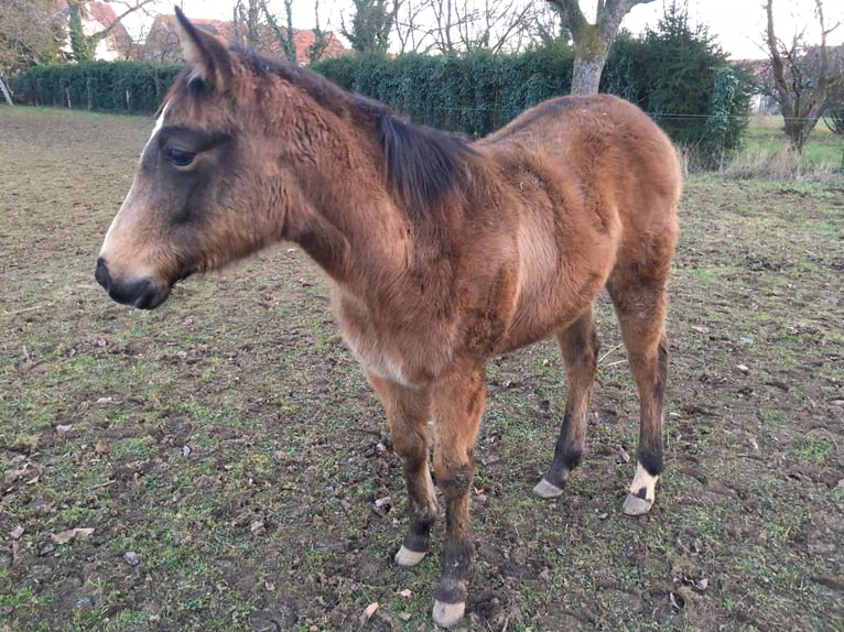 American Quarter Horse Mare Foal (06/2025) Buckskin in Petit-Réderching