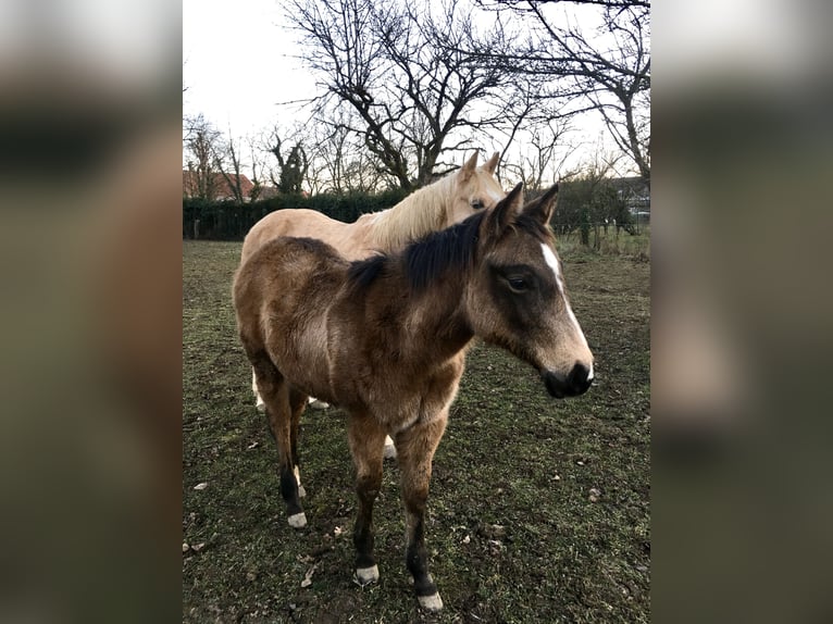 American Quarter Horse Mare Foal (06/2025) Buckskin in Petit-Réderching