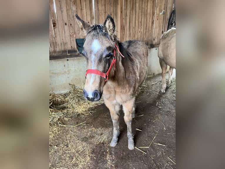 American Quarter Horse Mare Foal (06/2025) Buckskin in Petit-Réderching