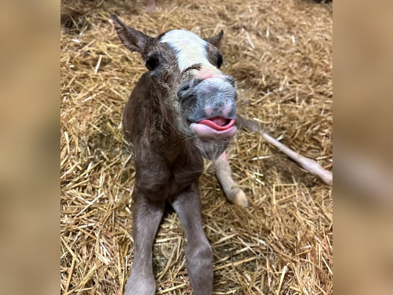 American Quarter Horse Mare Foal (01/2026) Buckskin in VorbachSchlammersdorf