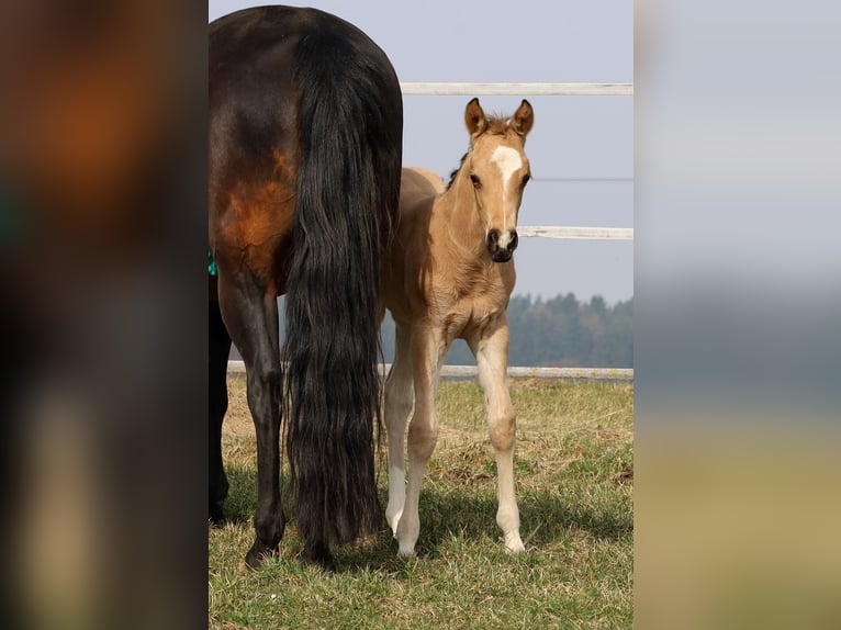 American Quarter Horse Mare Foal (02/2026) Buckskin in Schlammersdorf