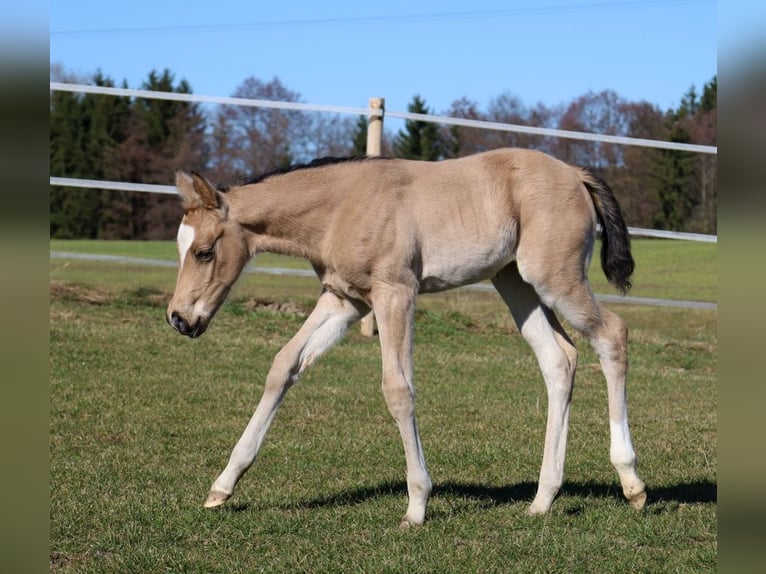 American Quarter Horse Mare Foal (02/2026) Buckskin in Schlammersdorf