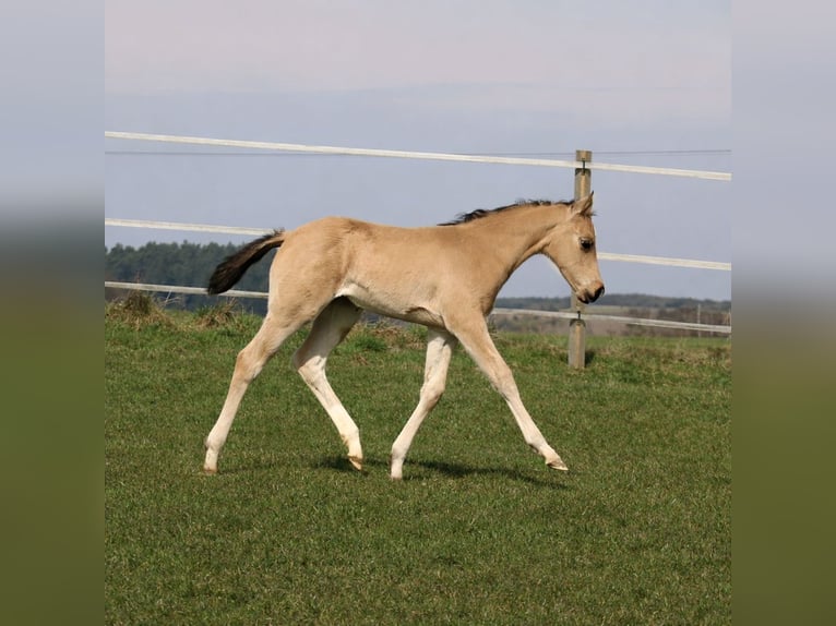 American Quarter Horse Mare Foal (02/2026) Buckskin in Schlammersdorf