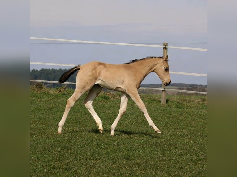 American Quarter Horse Mare Foal (02/2026) Buckskin in Schlammersdorf