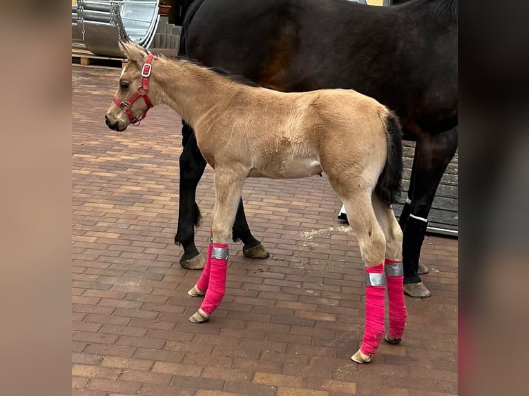 American Quarter Horse Mare Foal (02/2026) Buckskin in Schlammersdorf