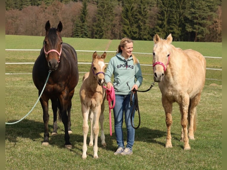 American Quarter Horse Mare Foal (02/2026) Buckskin in Schlammersdorf