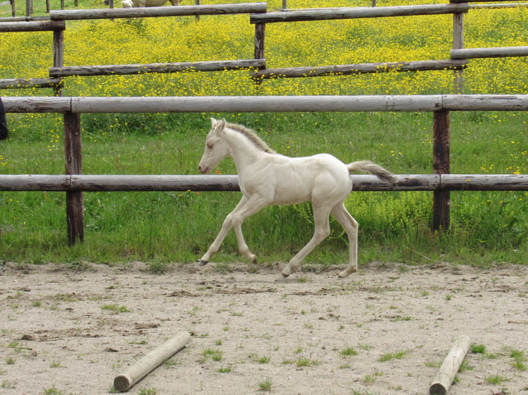 American Quarter Horse Mare Foal (04/2026) Champagne in Ferrieres Sur Sichon