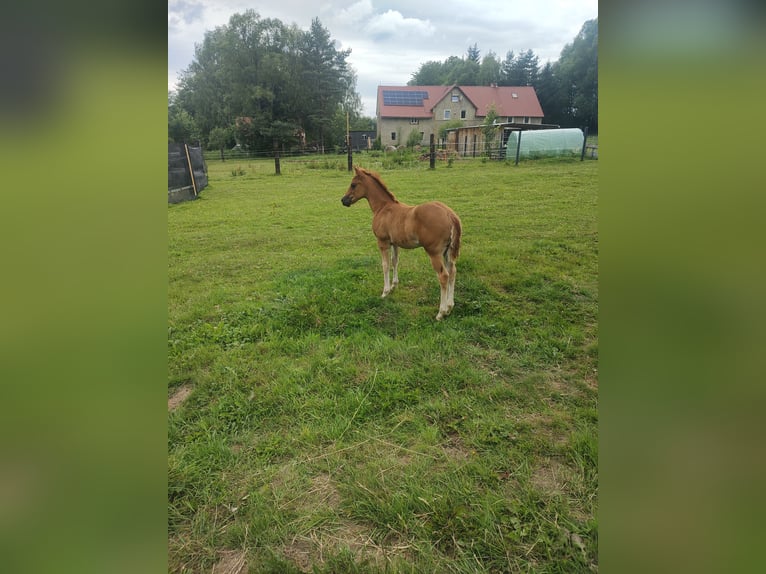 American Quarter Horse Mare Foal (04/2024) Chestnut-Red in Gajówka