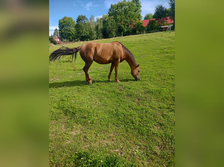 American Quarter Horse Mare Foal (04/2024) Chestnut-Red in Gajówka