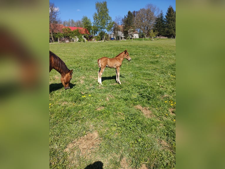 American Quarter Horse Mare Foal (04/2024) Chestnut-Red in Gajówka