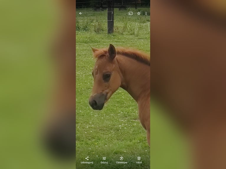 American Quarter Horse Mare Foal (04/2024) Chestnut-Red in Gajówka