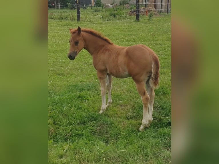 American Quarter Horse Mare Foal (04/2024) Chestnut-Red in Gajówka