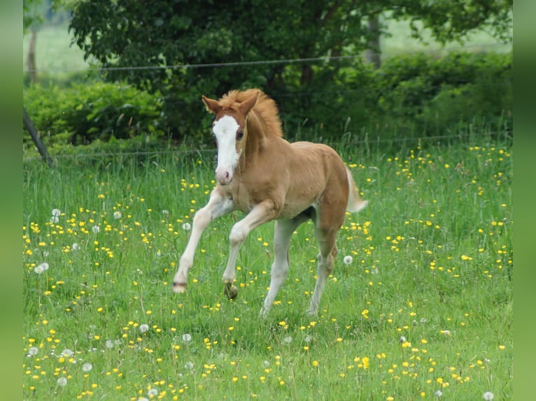American Quarter Horse Mare Foal (01/2026) Chestnut-Red in Linsburg