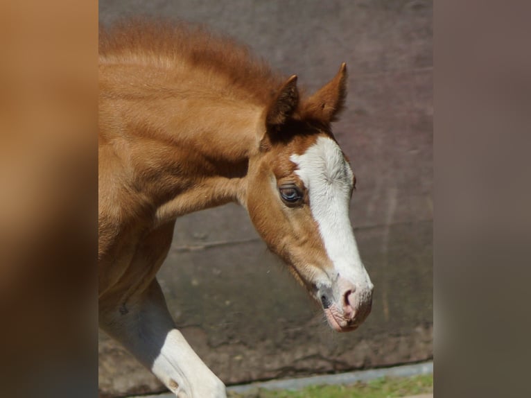 American Quarter Horse Mare Foal (01/2026) Chestnut-Red in Linsburg