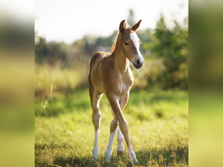 American Quarter Horse Mare Foal (05/2025) Chestnut-Red in Sankt Leon-RotSt. Leon-Rot