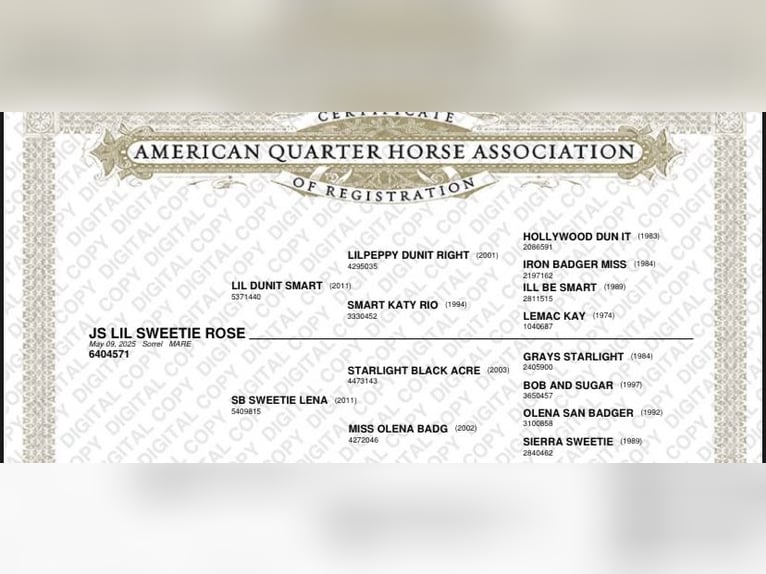 American Quarter Horse Mare Foal (05/2025) Chestnut-Red in Immenreuth