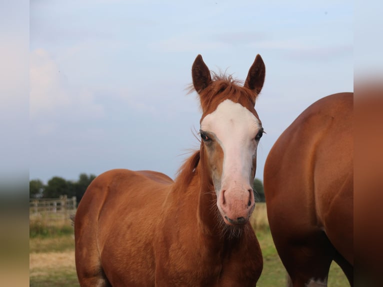 American Quarter Horse Mare Foal (05/2024) Chestnut-Red in Haren