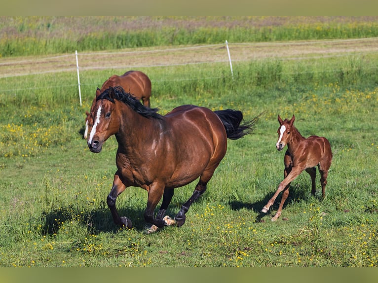 American Quarter Horse Mare Foal (05/2024) Chestnut-Red in Dietenheim