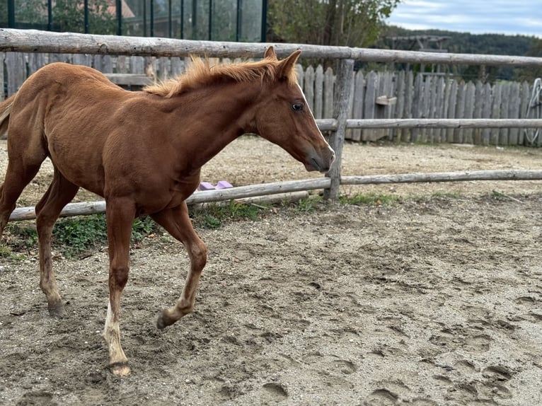 American Quarter Horse Mare  Chestnut-Red in Graz,12.Bez.:AndritzStattegg