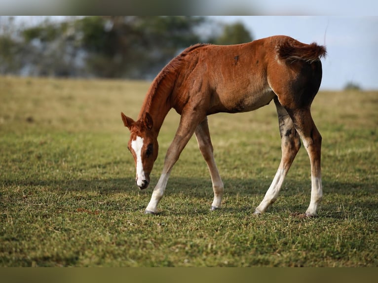 American Quarter Horse Mare Foal (05/2026) Chestnut in KierspeKierspe