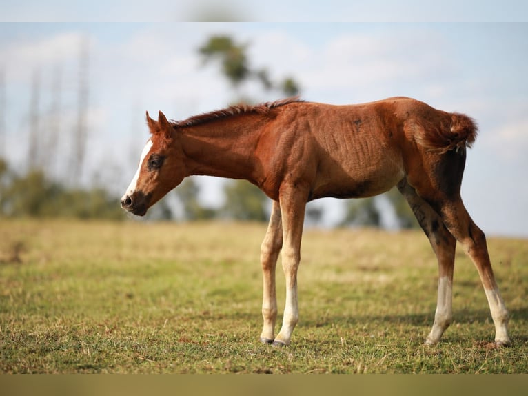 American Quarter Horse Mare Foal (05/2026) Chestnut in KierspeKierspe