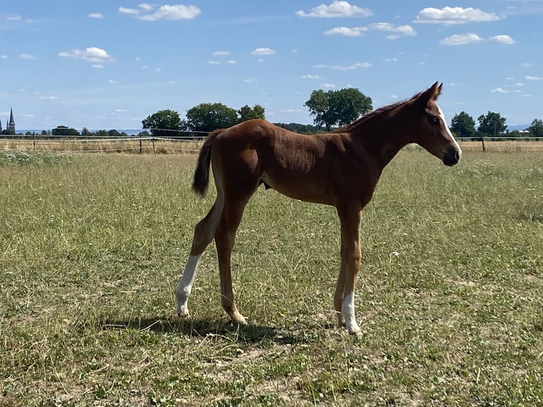 American Quarter Horse Mare  Chestnut in Wadersloh