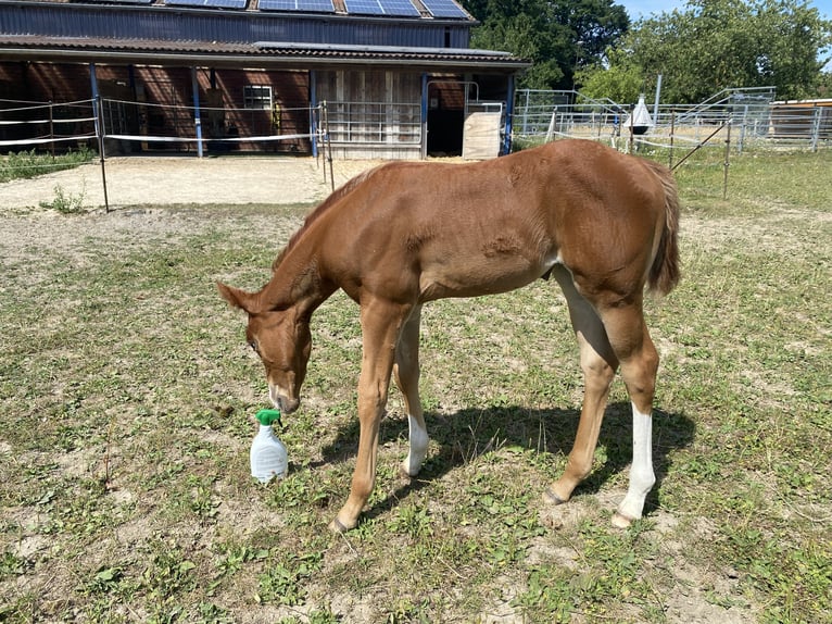 American Quarter Horse Mare  Chestnut in Wadersloh