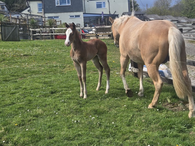 American Quarter Horse Mare Foal (03/2026) Chestnut in Liskeard