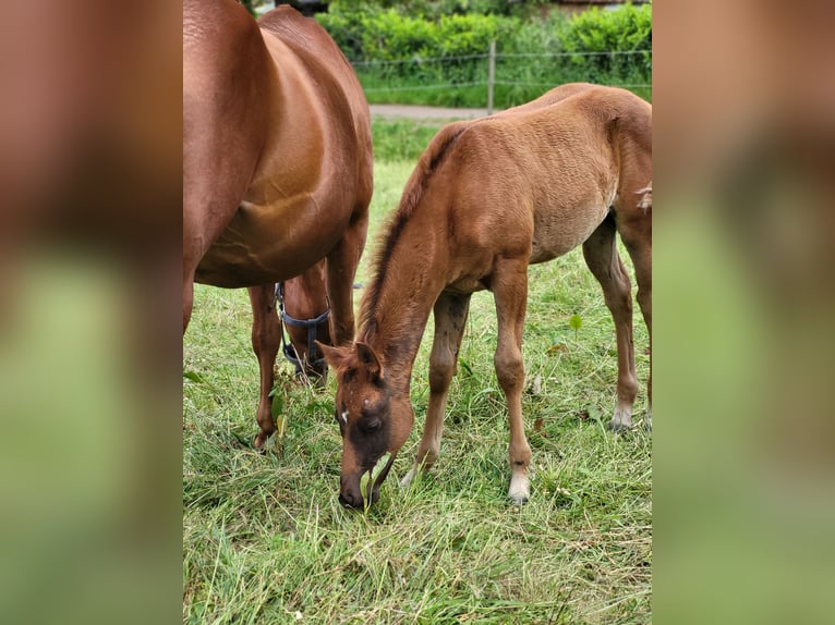 American Quarter Horse Mare Foal (03/2025) Chestnut in Rheinfelden