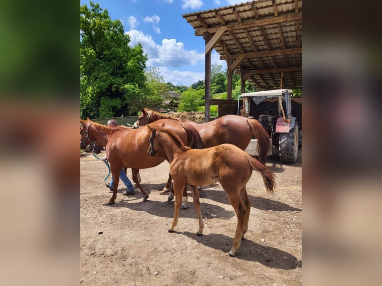 American Quarter Horse Mare Foal (03/2025) Chestnut in Rheinfelden