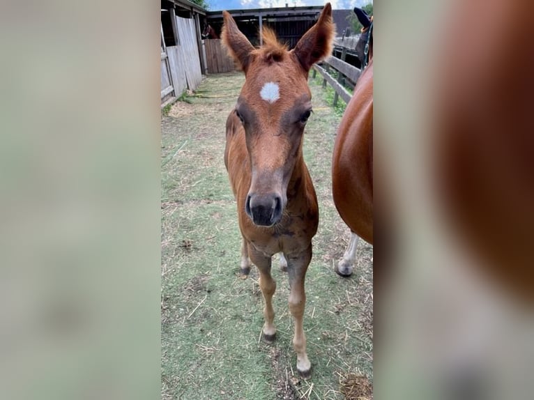 American Quarter Horse Mare Foal (06/2024) Chestnut in Rheinfelden