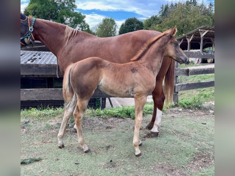 American Quarter Horse Mare Foal (06/2024) Chestnut in Rheinfelden