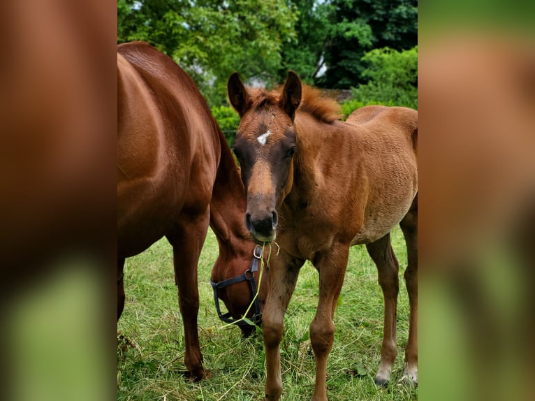 American Quarter Horse Mare Foal (03/2025) Chestnut in Rheinfelden
