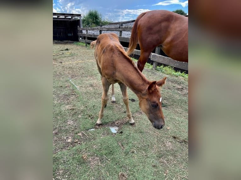 American Quarter Horse Mare Foal (06/2024) Chestnut in Rheinfelden