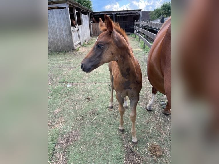 American Quarter Horse Mare Foal (06/2024) Chestnut in Rheinfelden