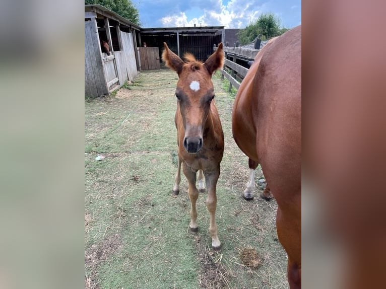 American Quarter Horse Mare Foal (06/2024) Chestnut in Rheinfelden